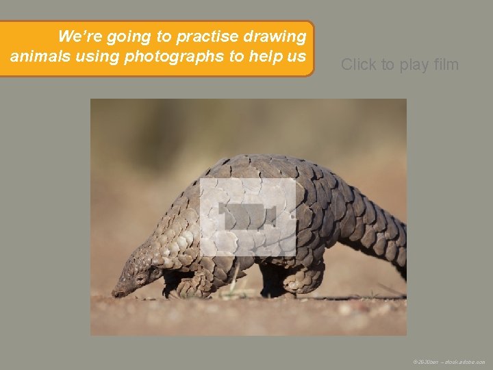 We’re going to practise drawing animals using photographs to help us Click to play