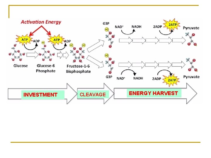 INVESTMENT CLEAVAGE ENERGY HARVEST 