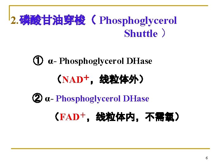 2. 磷酸甘油穿梭（ Phosphoglycerol Shuttle ） ① α- Phosphoglycerol DHase （NAD＋，线粒体外） ② α- Phosphoglycerol DHase
