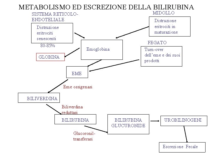 METABOLISMO ED ESCREZIONE DELLA BILIRUBINA MIDOLLO SISTEMA RETICOLOENDOTELIALE Distruzione eritrociti senescenti 80 -85% Distruzione