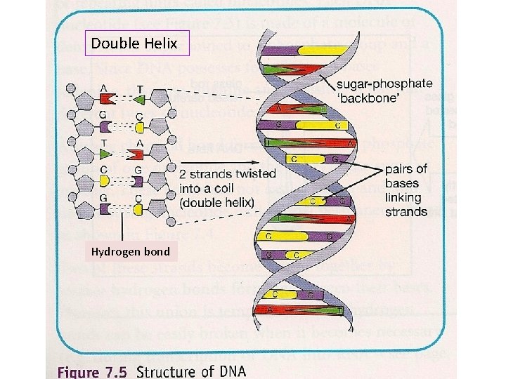 Double Helix Hydrogen bond 