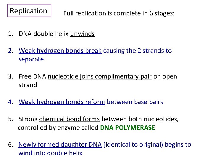 Replication Full replication is complete in 6 stages: 1. DNA double helix unwinds 2.