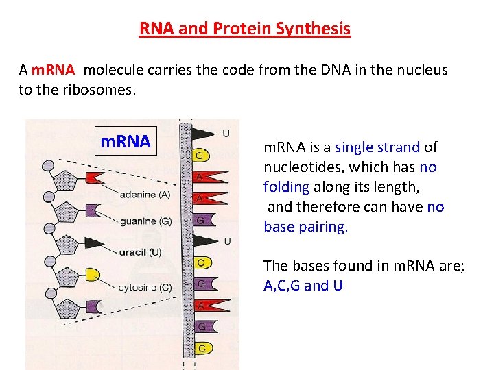 RNA and Protein Synthesis A m. RNA molecule carries the code from the DNA