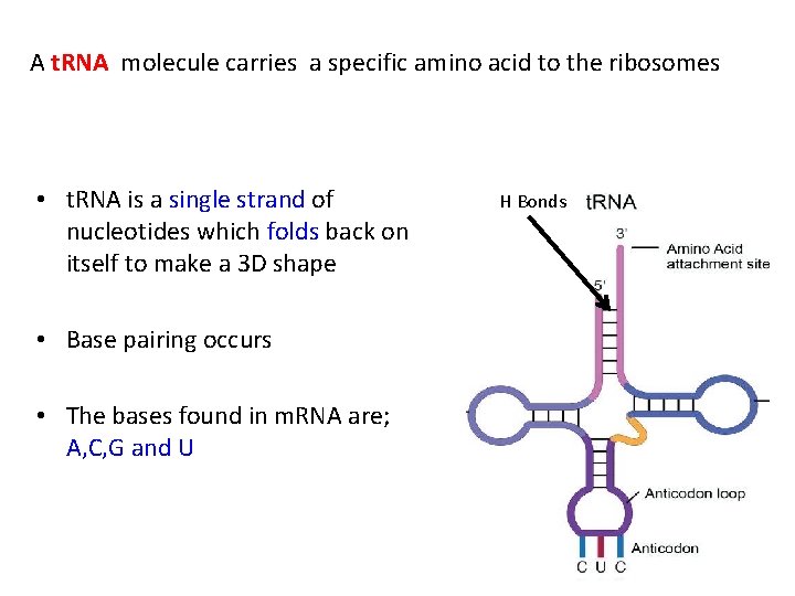 A t. RNA molecule carries a specific amino acid to the ribosomes • t.