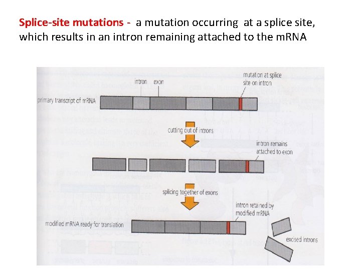 Splice-site mutations - a mutation occurring at a splice site, which results in an