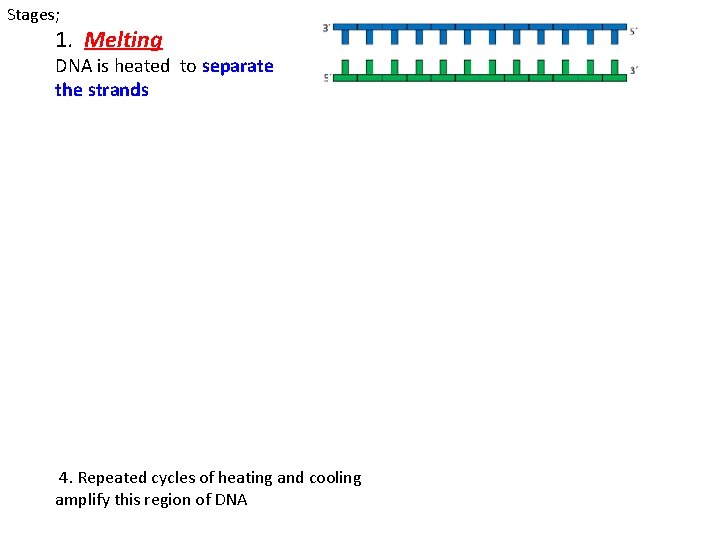 Stages; 1. Melting DNA is heated to separate the strands 2. Annealing Cooled for