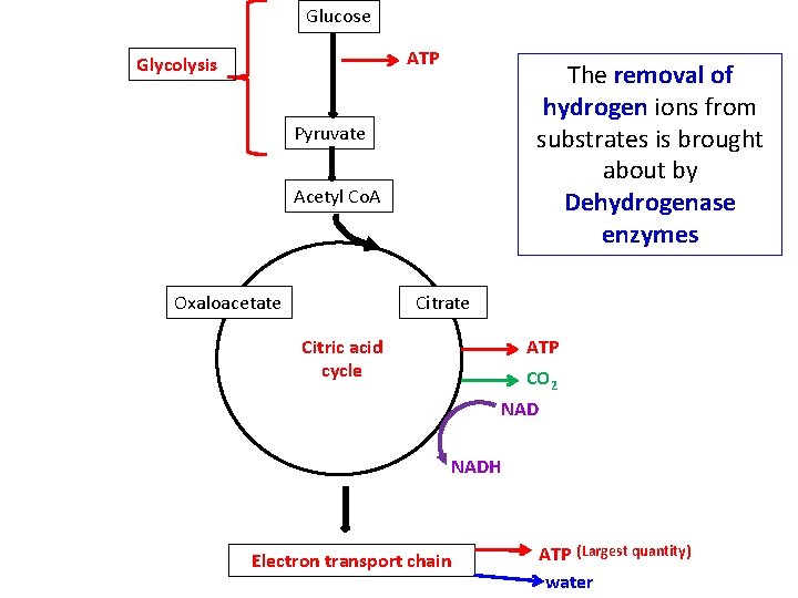 Glucose ATP Glycolysis The removal of hydrogen ions from substrates is brought about by