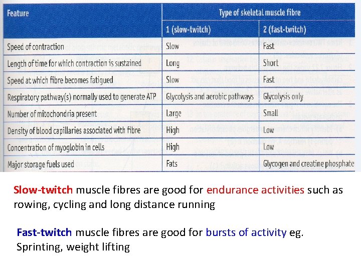 Slow-twitch muscle fibres are good for endurance activities such as rowing, cycling and long