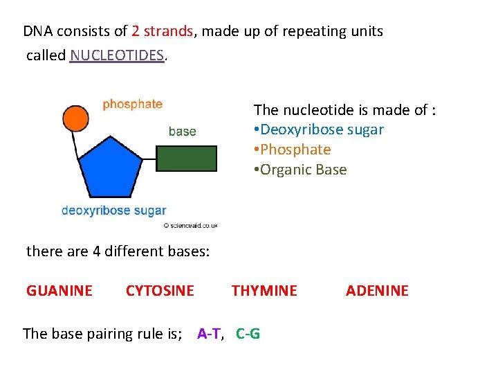 DNA consists of 2 strands, made up of repeating units called NUCLEOTIDES. The nucleotide