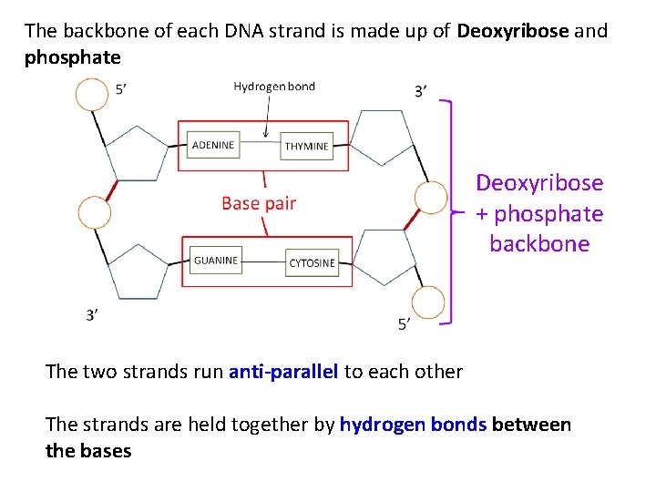 The backbone of each DNA strand is made up of Deoxyribose and phosphate Deoxyribose