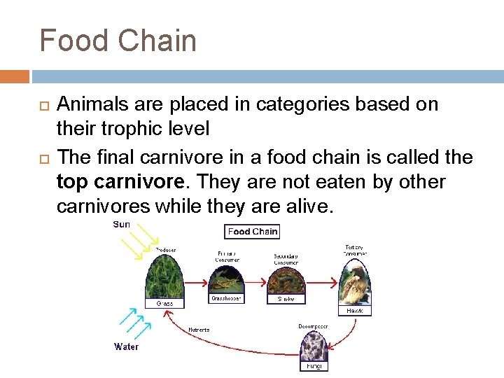 Food Chain Animals are placed in categories based on their trophic level The final