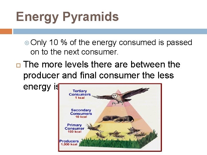 Energy Pyramids Only 10 % of the energy consumed is passed on to the