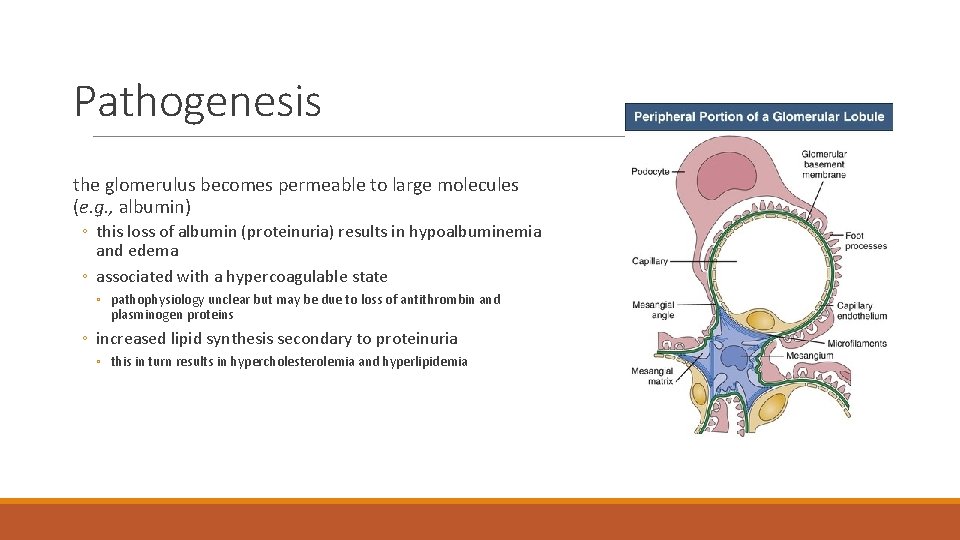 Pathogenesis the glomerulus becomes permeable to large molecules (e. g. , albumin) ◦ this