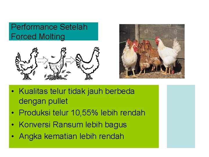 Performance Setelah Forced Molting • Kualitas telur tidak jauh berbeda dengan pullet • Produksi