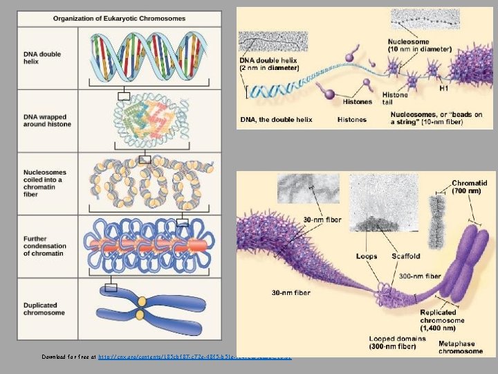 Download for free at http: //cnx. org/contents/185 cbf 87 -c 72 e-48 f 5