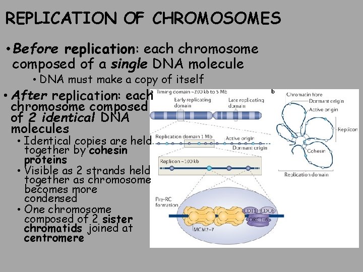 REPLICATION OF CHROMOSOMES • Before replication: each chromosome composed of a single DNA molecule