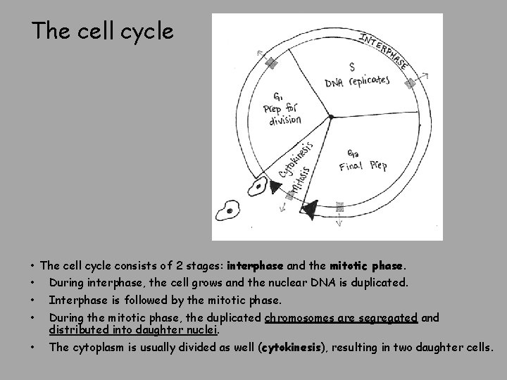 The cell cycle • The cell cycle consists of 2 stages: interphase and the