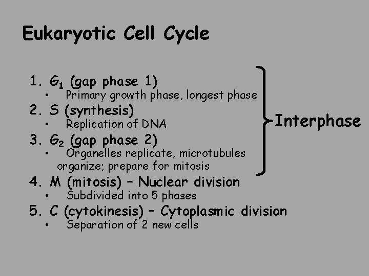 Eukaryotic Cell Cycle 1. G 1 (gap phase 1) • Primary growth phase, longest