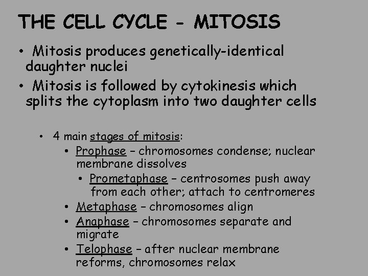 THE CELL CYCLE - MITOSIS • Mitosis produces genetically-identical daughter nuclei • Mitosis is