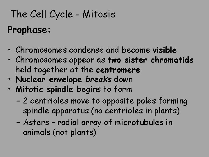 The Cell Cycle - Mitosis Prophase: • Chromosomes condense and become visible • Chromosomes