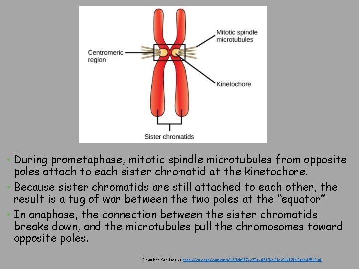  • During prometaphase, mitotic spindle microtubules from opposite poles attach to each sister