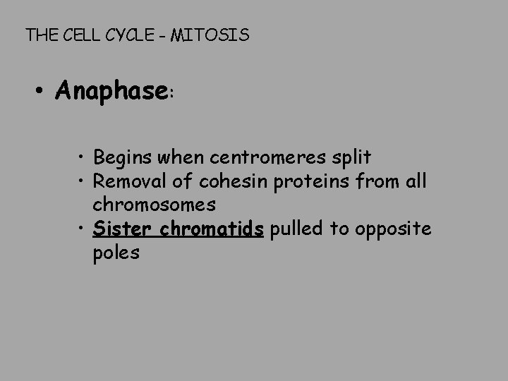 THE CELL CYCLE - MITOSIS • Anaphase: • Begins when centromeres split • Removal