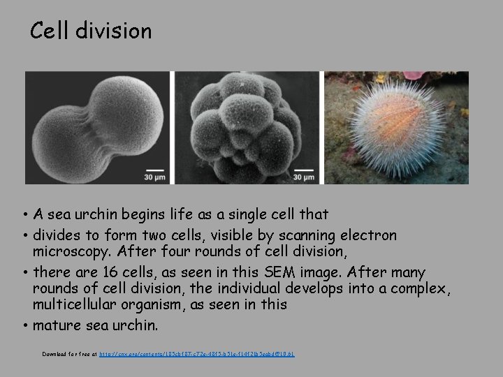 Cell division • A sea urchin begins life as a single cell that •
