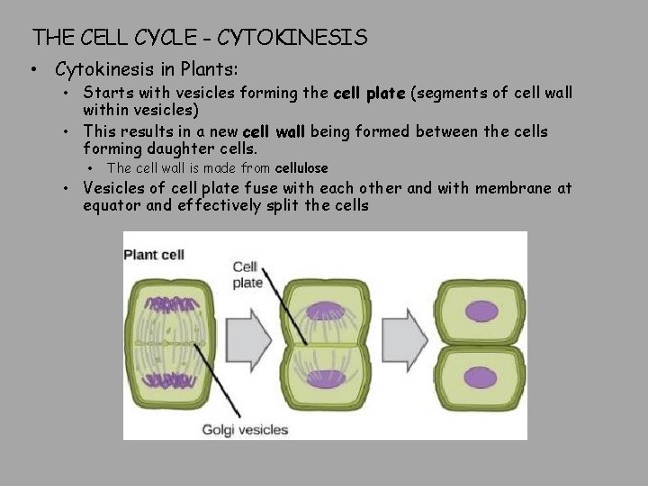 THE CELL CYCLE - CYTOKINESIS • Cytokinesis in Plants: • Starts with vesicles forming