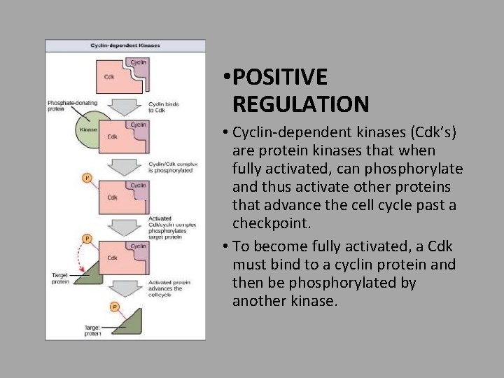  • POSITIVE REGULATION • Cyclin-dependent kinases (Cdk’s) are protein kinases that when fully