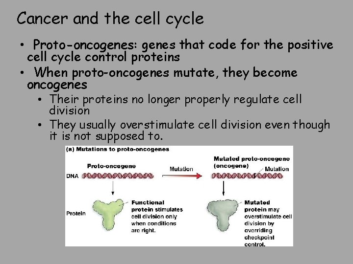 Cancer and the cell cycle • Proto-oncogenes: genes that code for the positive cell