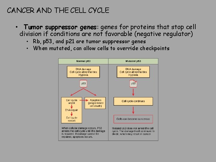 CANCER AND THE CELL CYCLE • Tumor suppressor genes: genes for proteins that stop