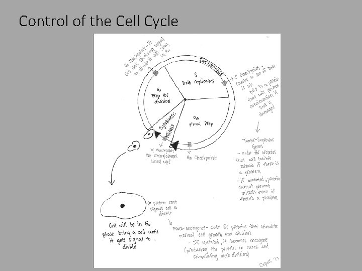 Control of the Cell Cycle 