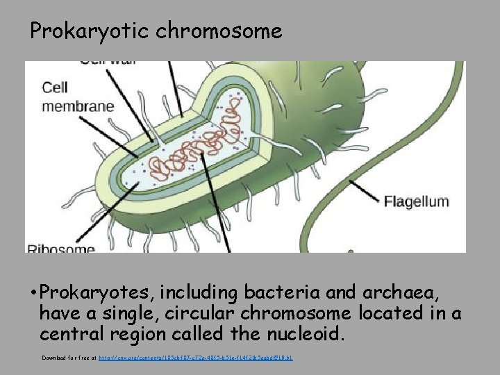 Prokaryotic chromosome • Prokaryotes, including bacteria and archaea, have a single, circular chromosome located
