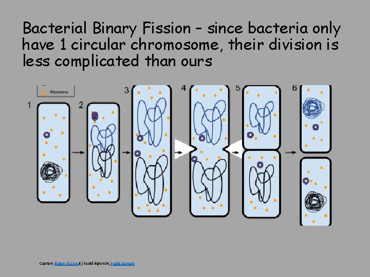 Bacterial Binary Fission – since bacteria only have 1 circular chromosome, their division is