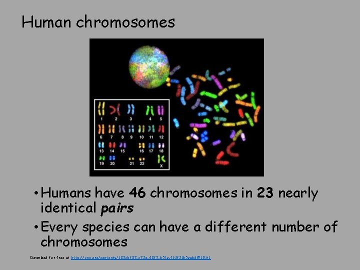 Human chromosomes • Humans have 46 chromosomes in 23 nearly identical pairs • Every