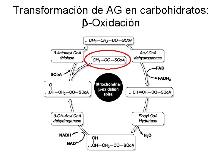 Transformación de AG en carbohidratos: β-Oxidación 