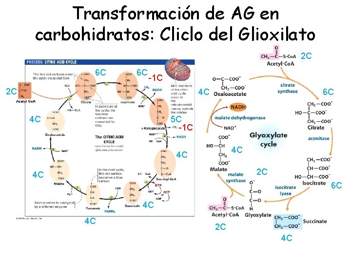Transformación de AG en carbohidratos: Cliclo del Glioxilato 2 C 6 C 6 C