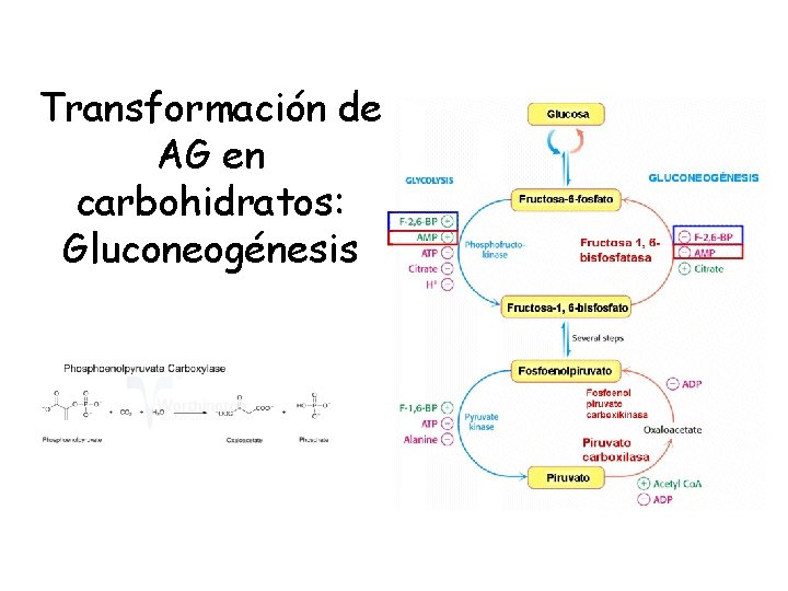 Transformación de AG en carbohidratos: Gluconeogénesis 