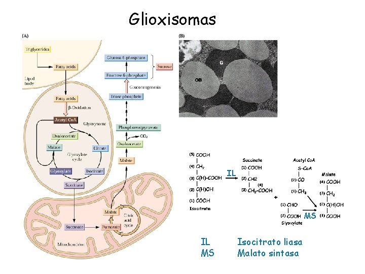Glioxisomas IL MS Isocitrato liasa Malato sintasa 