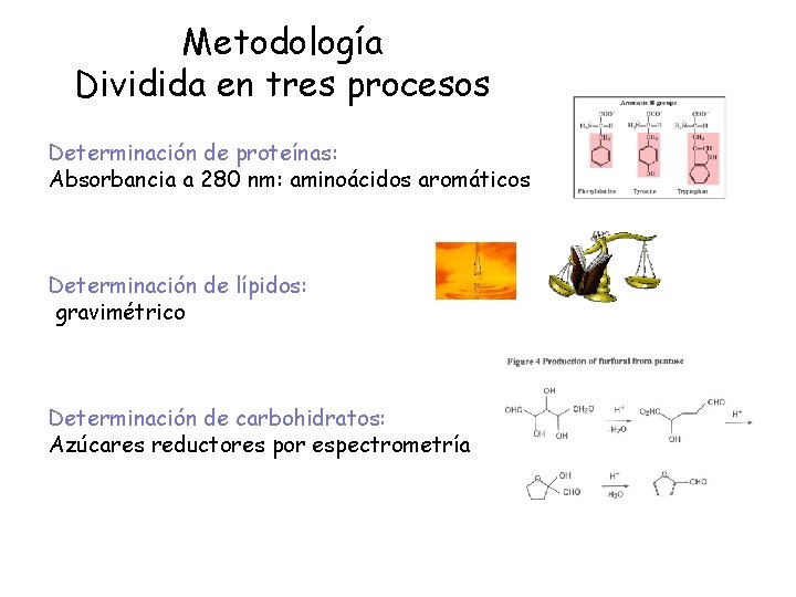 Metodología Dividida en tres procesos Determinación de proteínas: Absorbancia a 280 nm: aminoácidos aromáticos