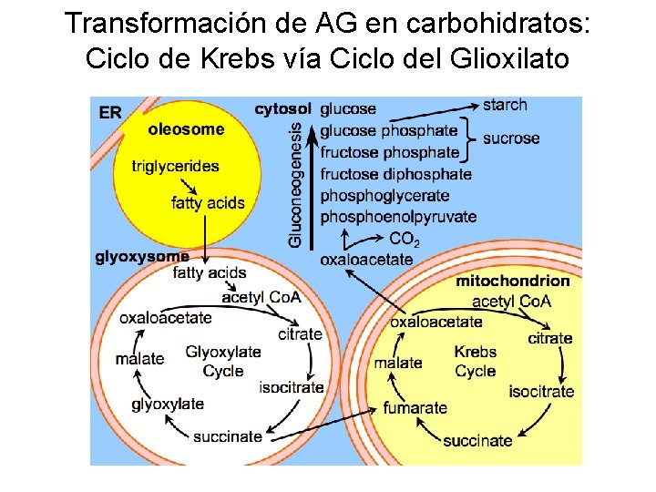 Transformación de AG en carbohidratos: Ciclo de Krebs vía Ciclo del Glioxilato 