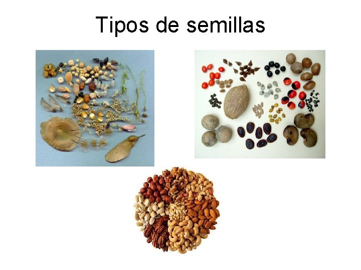 Tipos de semillas 