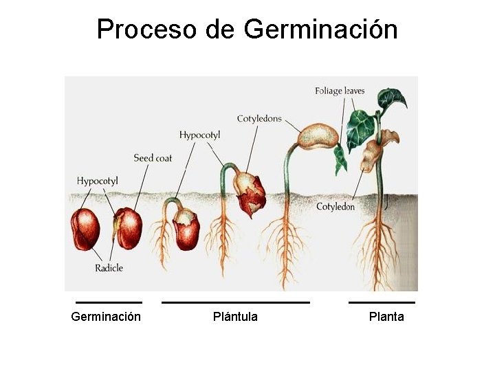 Proceso de Germinación Plántula Planta 