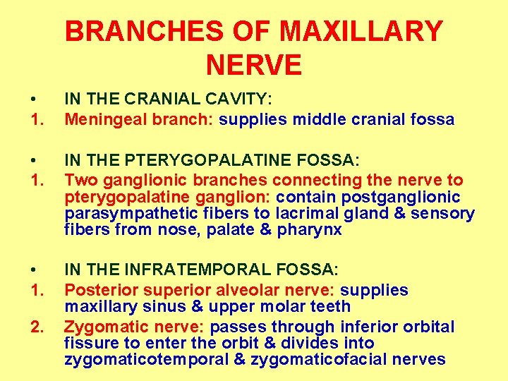 BRANCHES OF MAXILLARY NERVE • 1. IN THE CRANIAL CAVITY: Meningeal branch: supplies middle