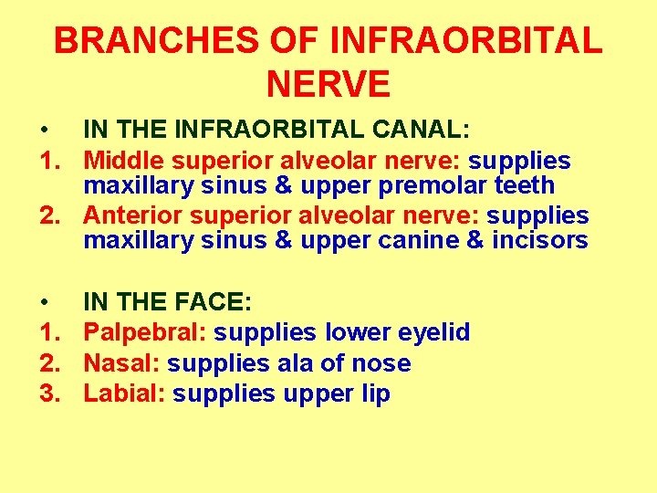 BRANCHES OF INFRAORBITAL NERVE • IN THE INFRAORBITAL CANAL: 1. Middle superior alveolar nerve: