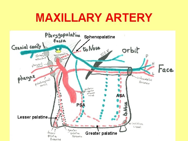 MAXILLARY ARTERY Sphenopalatine ASA PSA Lesser palatine Greater palatine 