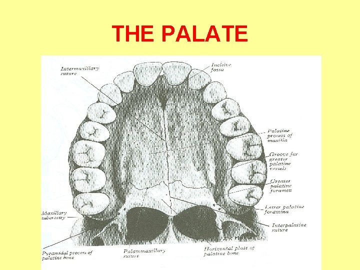 THE PALATE 