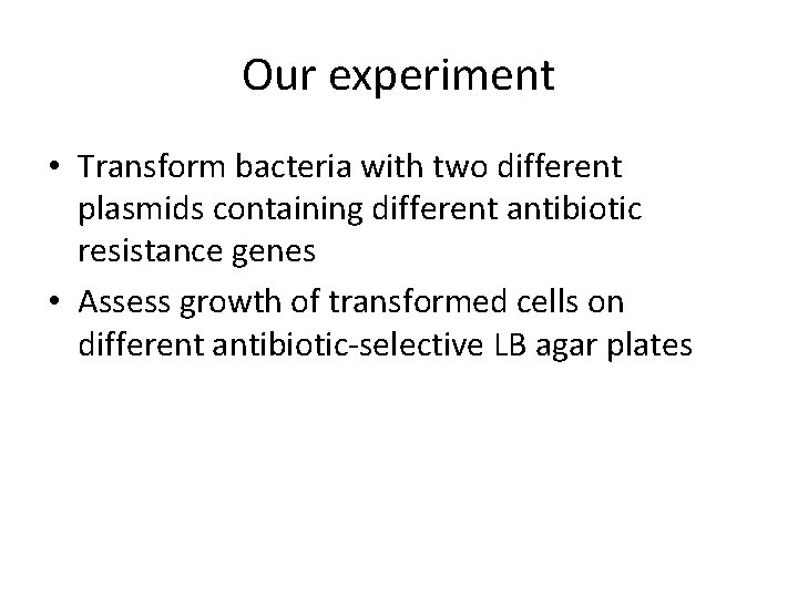 Our experiment • Transform bacteria with two different plasmids containing different antibiotic resistance genes
