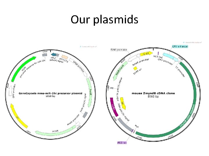 Our plasmids 