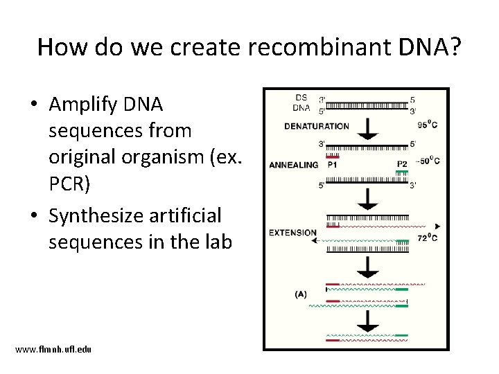 How do we create recombinant DNA? • Amplify DNA sequences from original organism (ex.